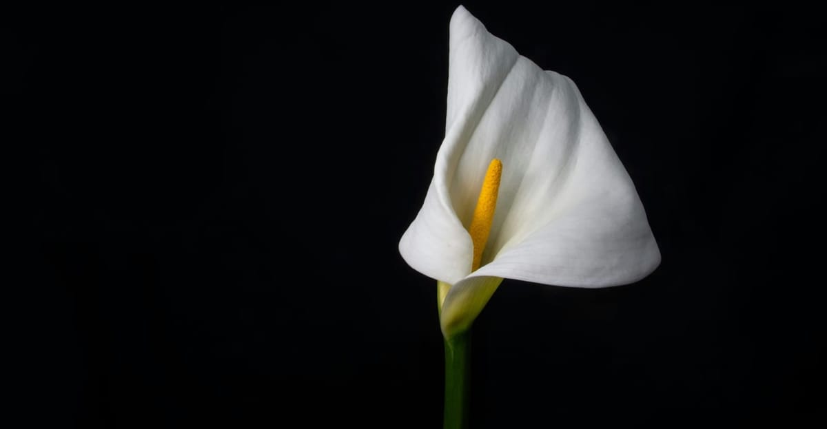 A single Cala Lily on the right side of a black background